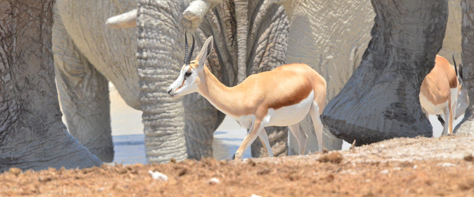 let us know your thoughts about Namibia and we will make sure to deliver the perfect safari 