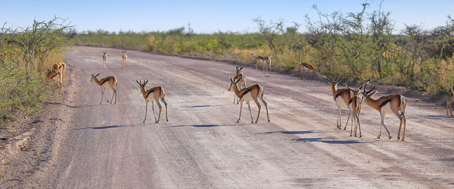 let us know your thoughts about Namibia and we will help you create the perfect safari 