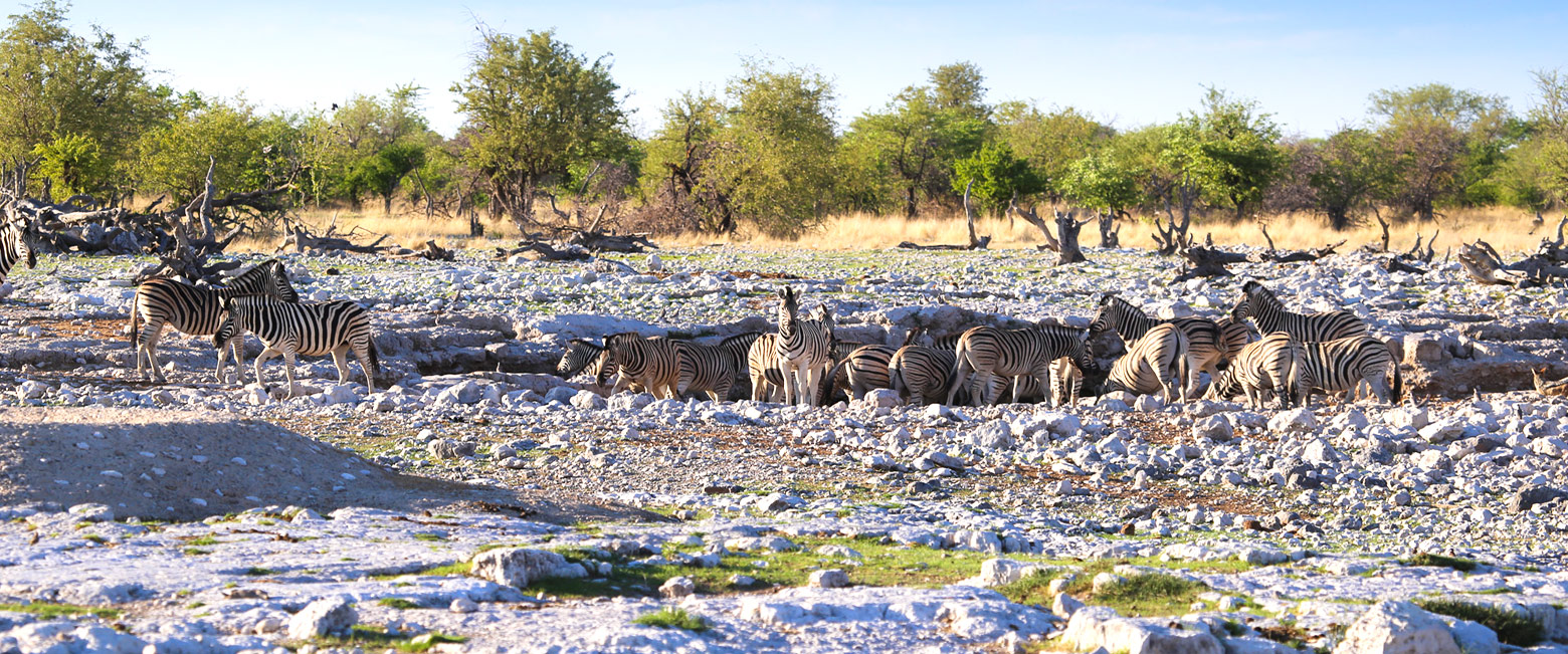 let us know your thoughts about Namibia and we will help you create the perfect safari