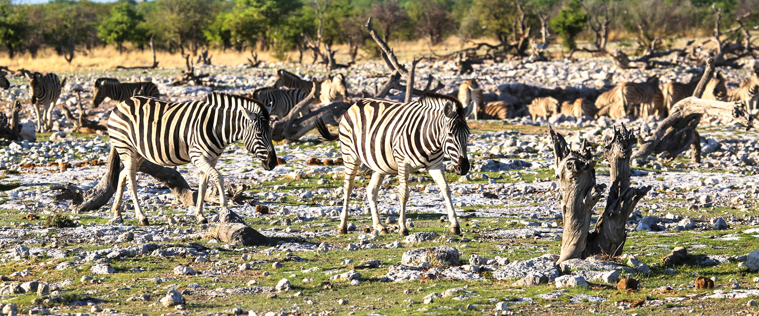 let us know your thoughts about Namibia and we will help you create the perfect safari