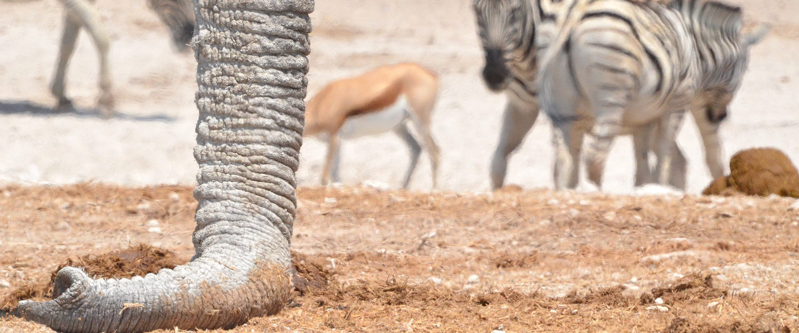 let us know your thoughts about Namibia and we will help you create the perfect safari
