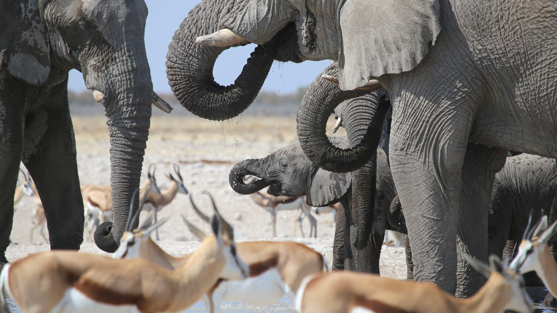 Safari to Etosha East