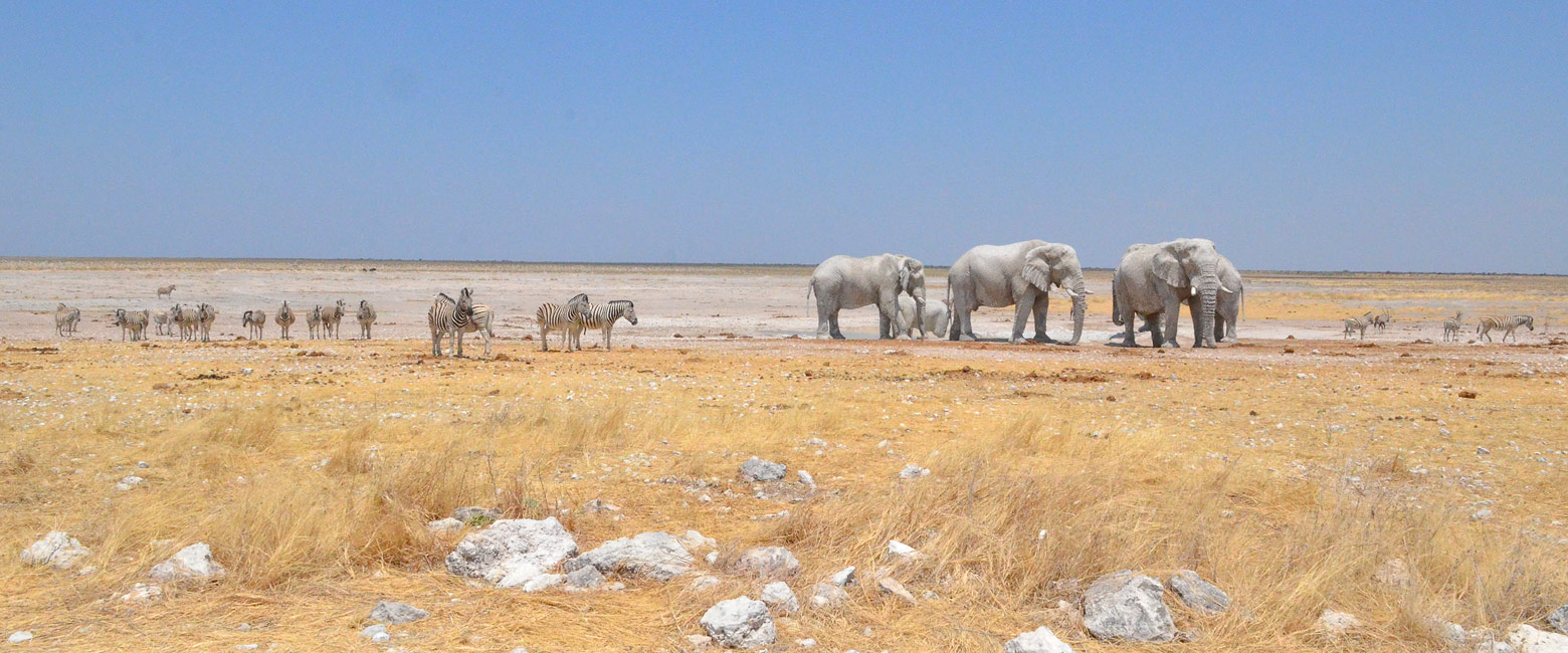 let us know your thoughts about Namibia and we will make sure to deliver the perfect safari 