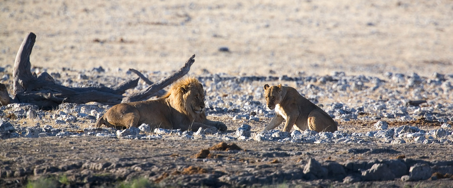 let us know your thoughts about Namibia and we will help you create the perfect safari