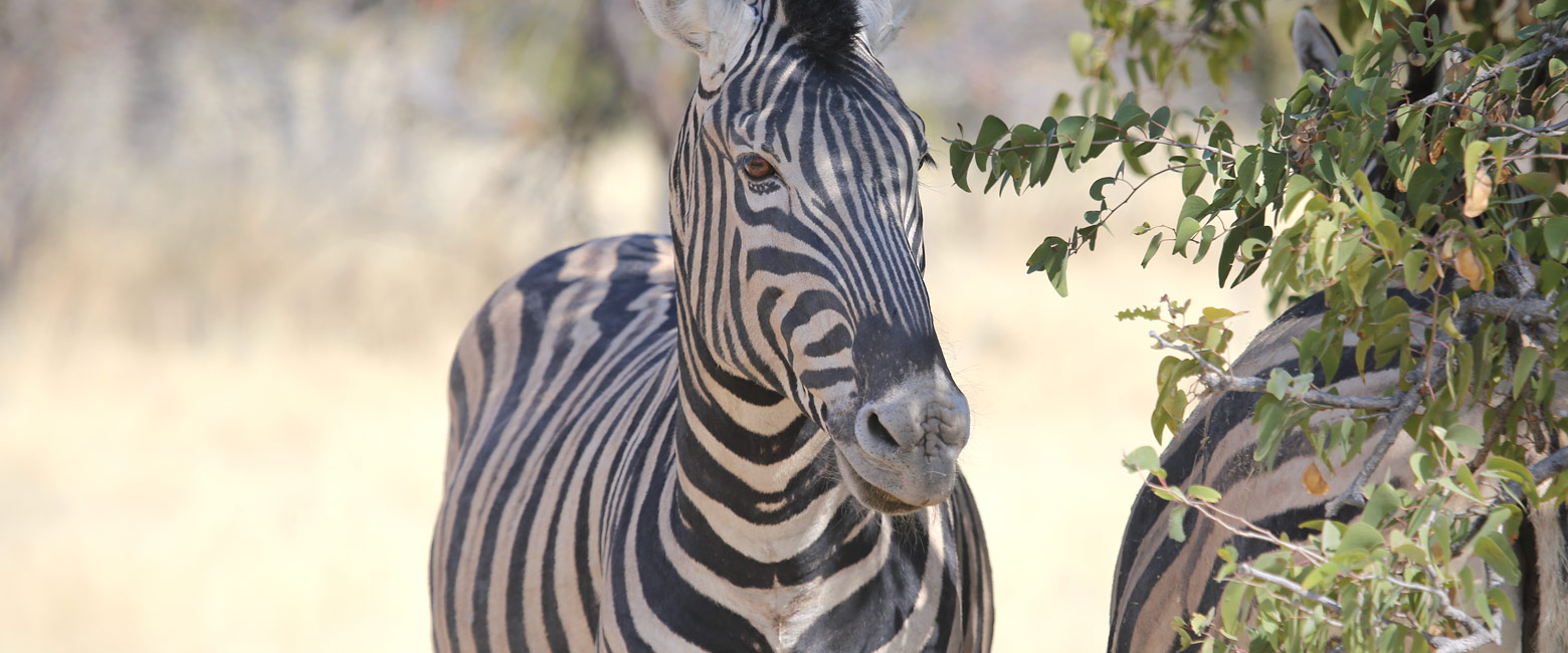 let us know your thoughts about Namibia and we will make sure to deliver the perfect safari