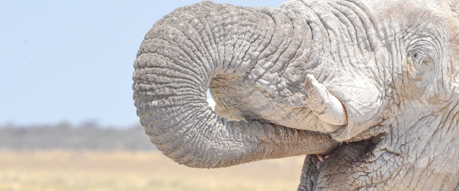 let us know your thoughts about Namibia and we will help you create the perfect safari