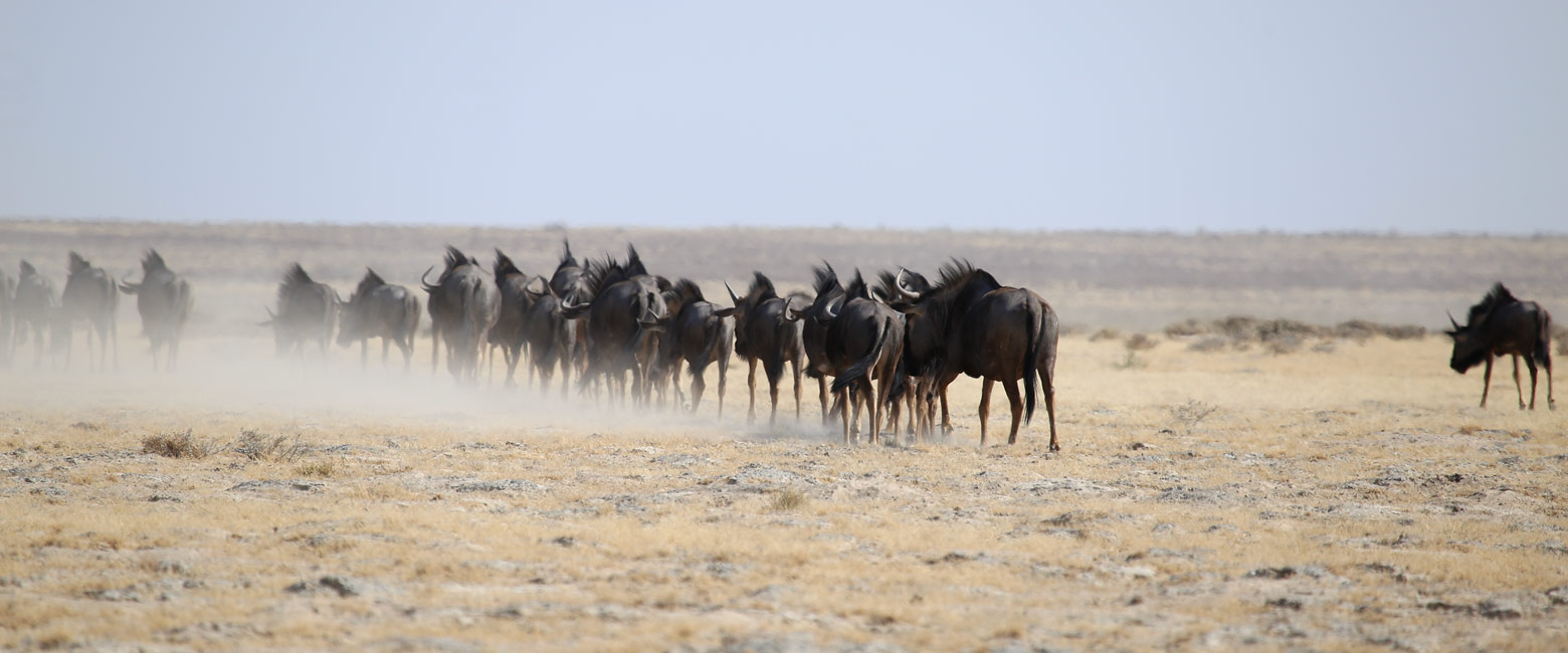 let us know your thoughts about Namibia and we will make sure to deliver the perfect safari 
