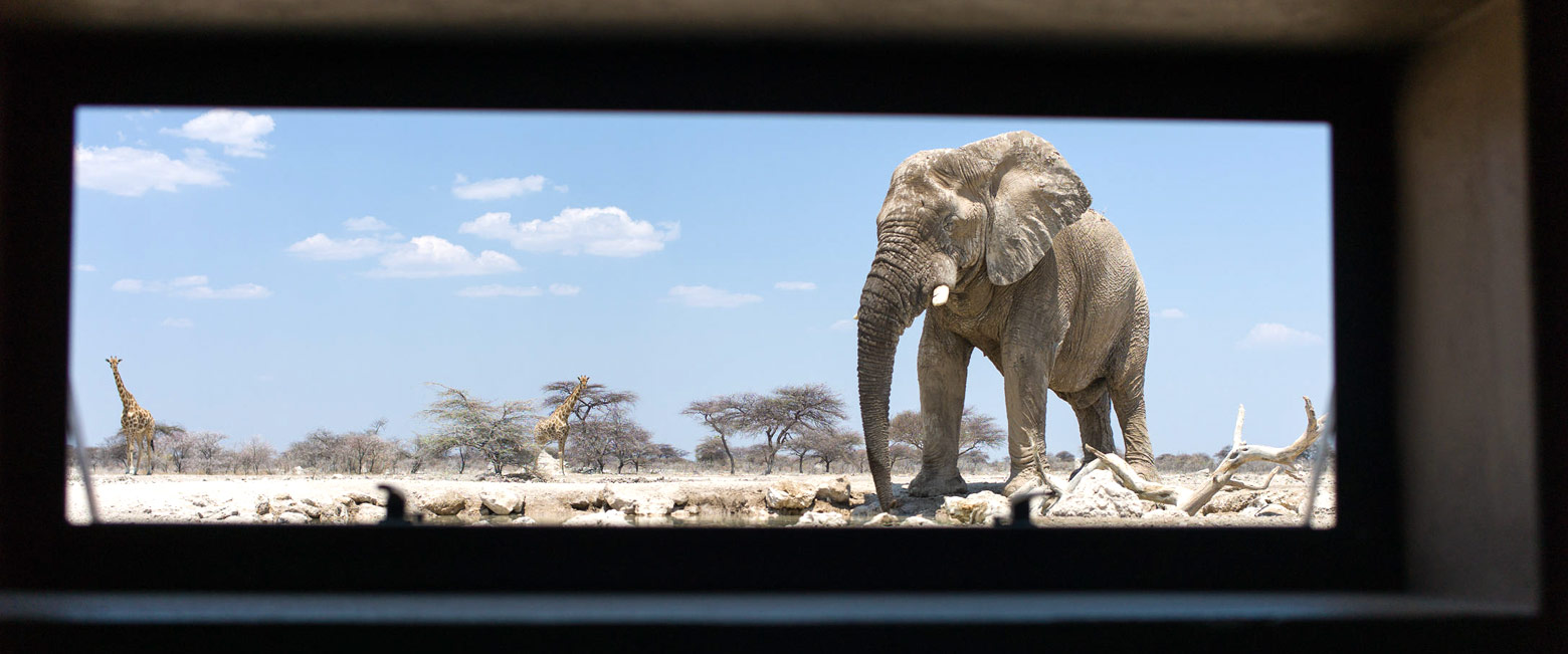 let us know your thoughts about Namibia and we will help you create the perfect safari