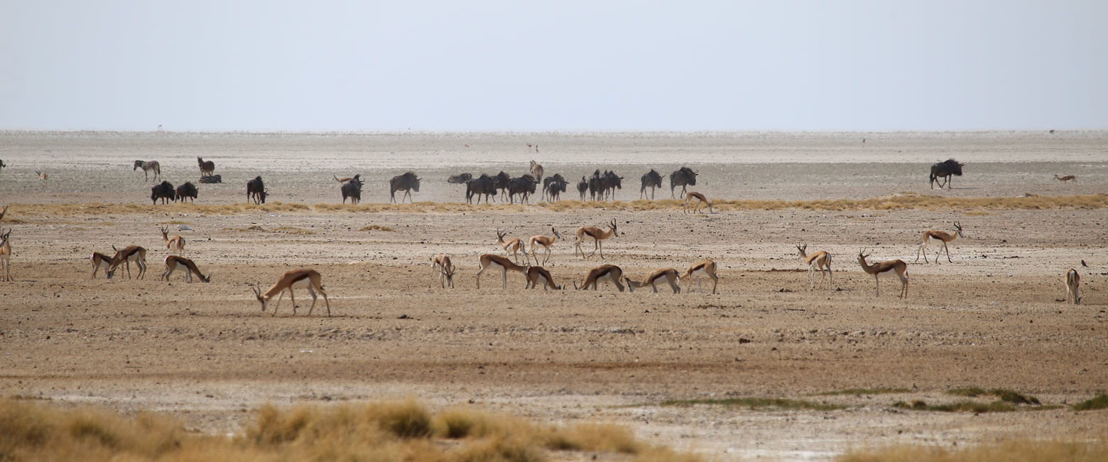 let us know your thoughts about Namibia and we will help you create the perfect safari