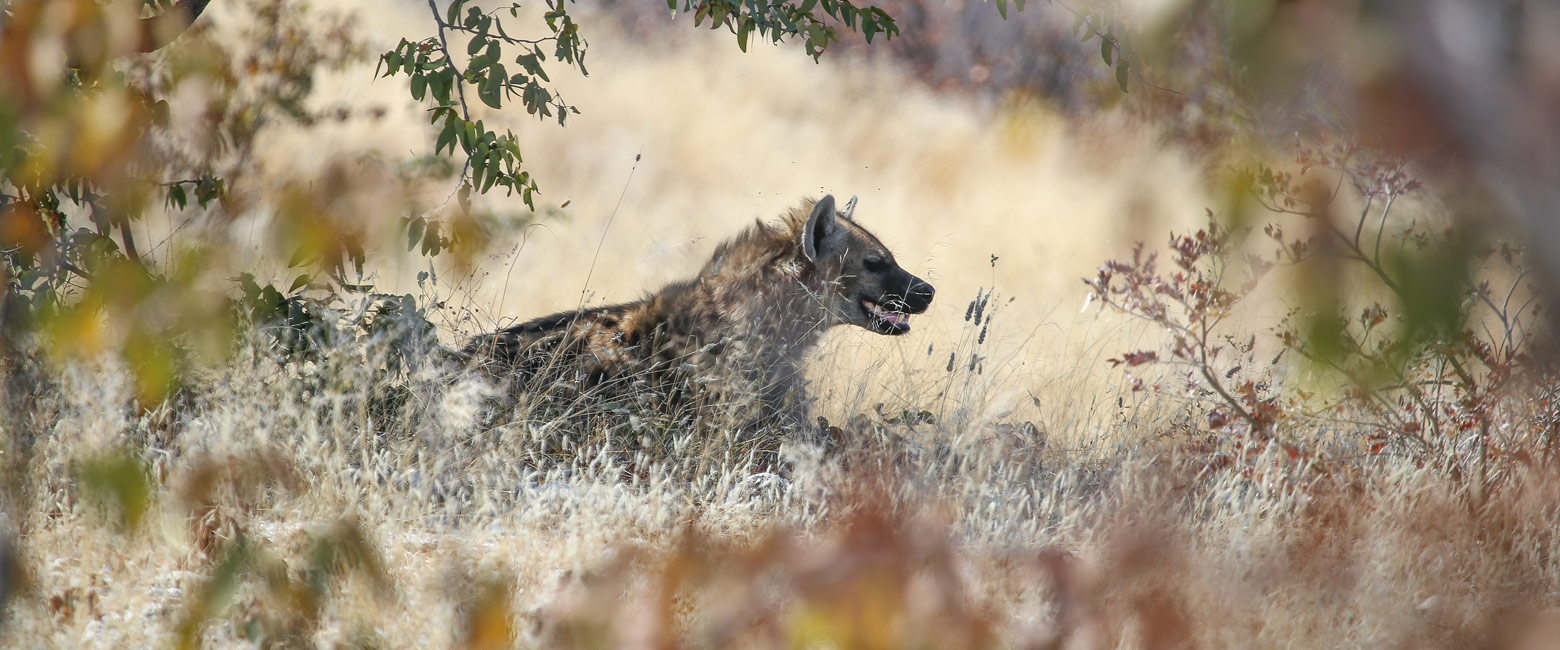 let us know your thoughts about Namibia and we will help you create the perfect safari 