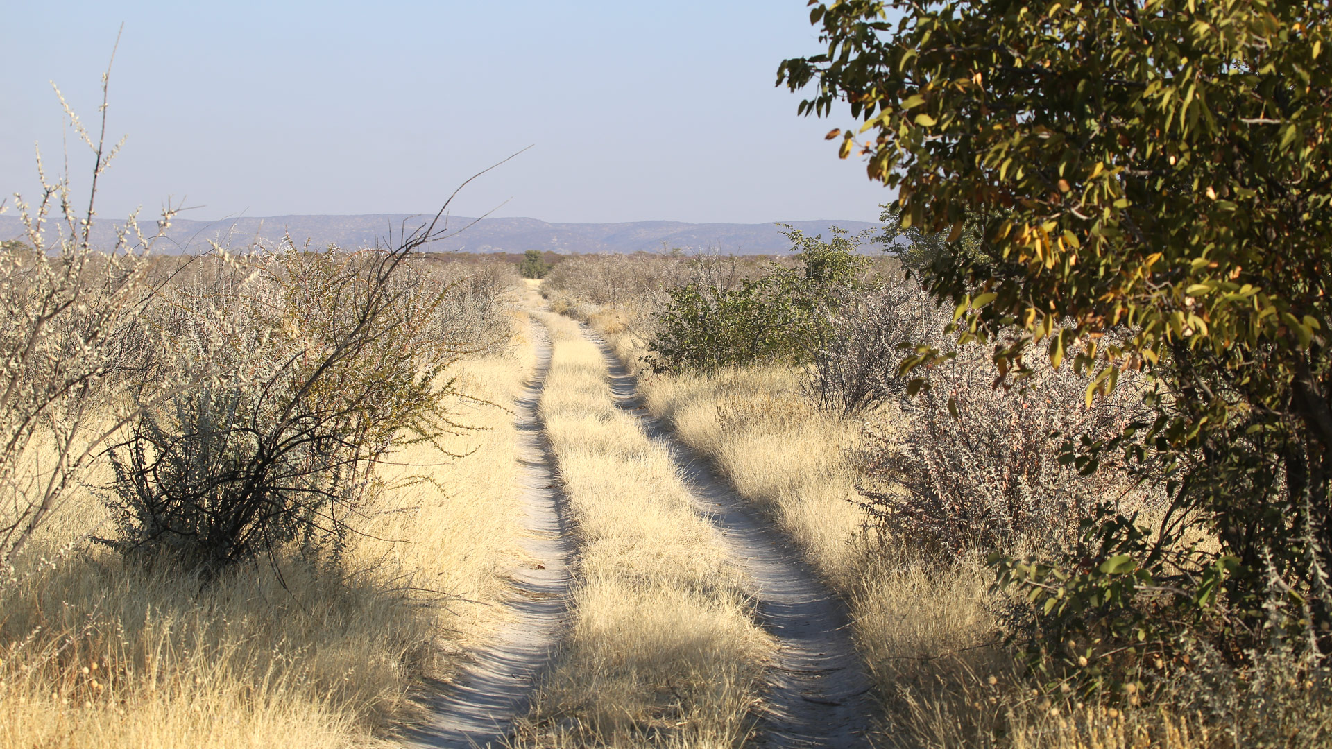 Safari to Etosha South