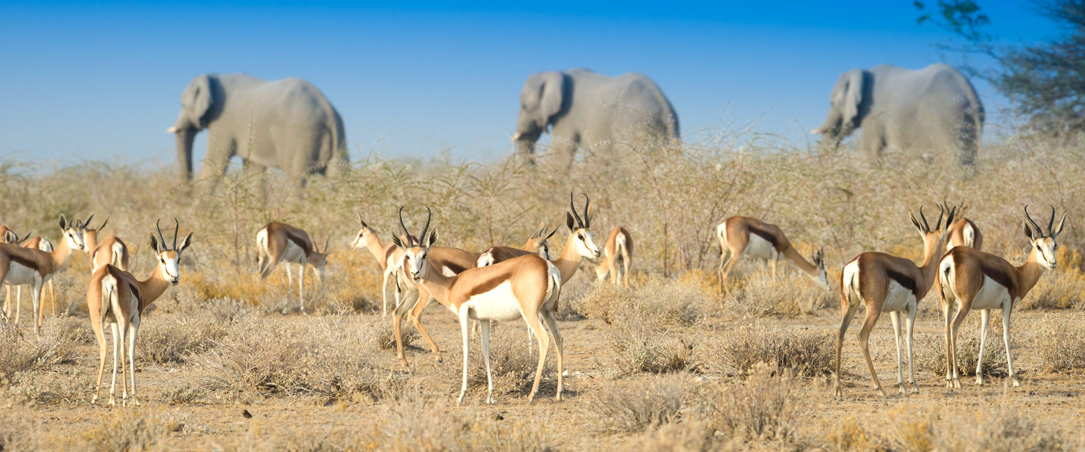 let us know your thoughts about Namibia and we will help you create the perfect safari 