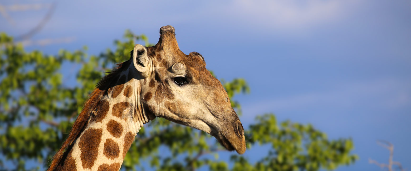 let us know your thoughts about Namibia and we will help you create the perfect safari