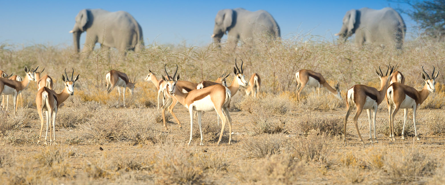 let us know your thoughts about Namibia and we will help you create the perfect safari