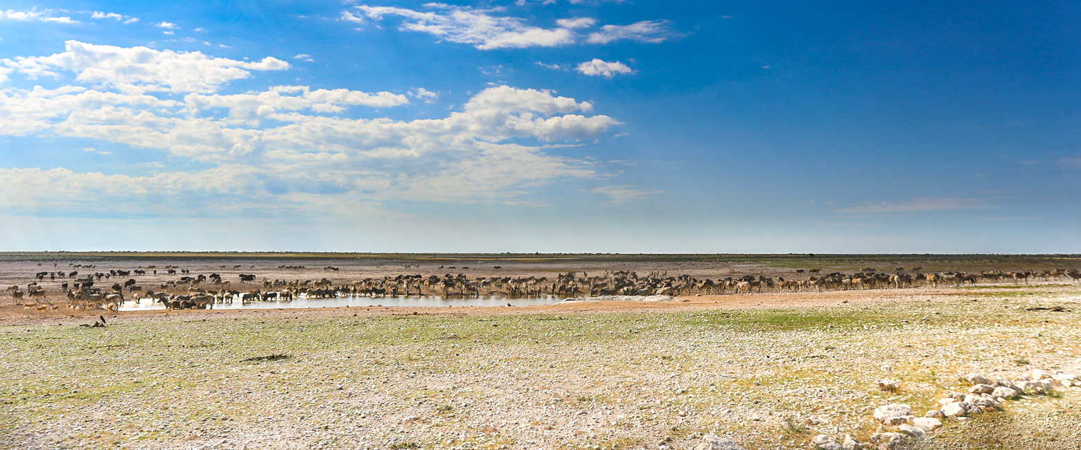 let us know your thoughts about Namibia and we will help you create the perfect safari 
