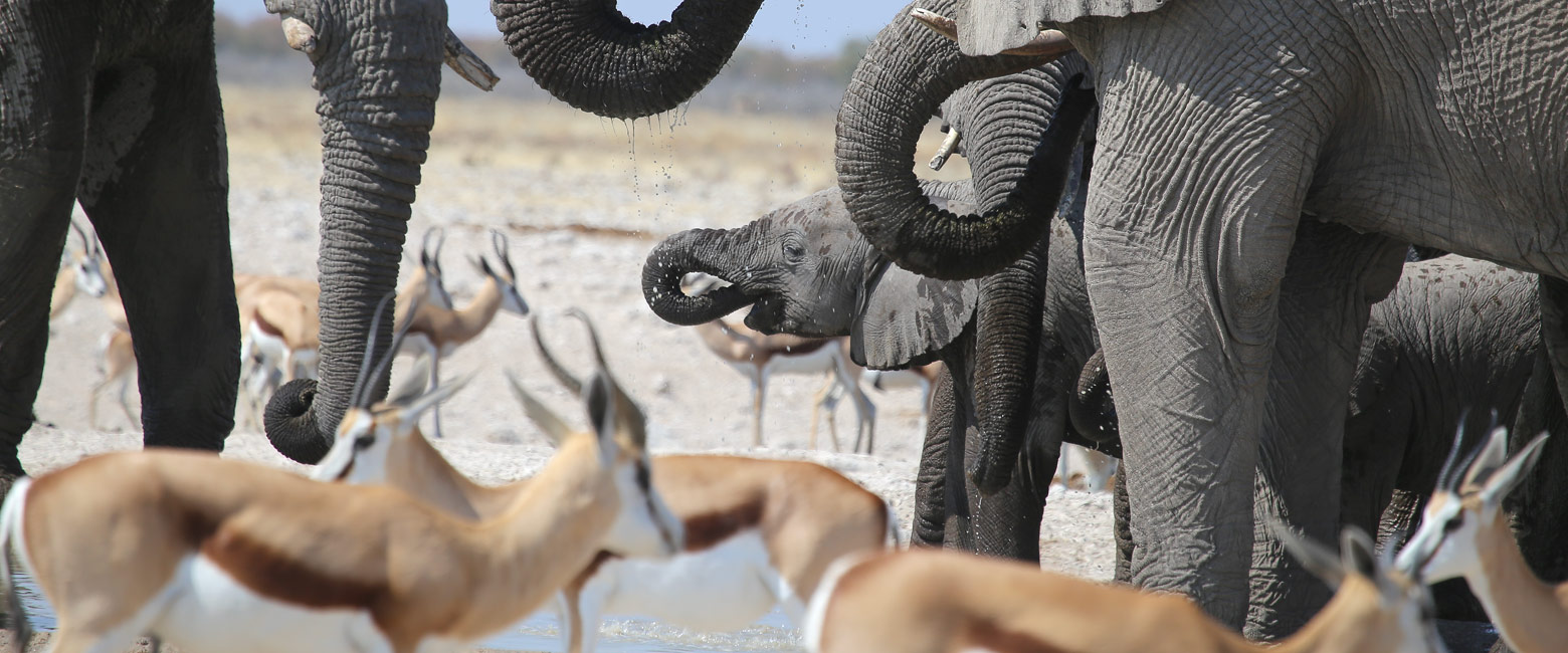 let us know your thoughts about Namibia and we will help you create the perfect safari