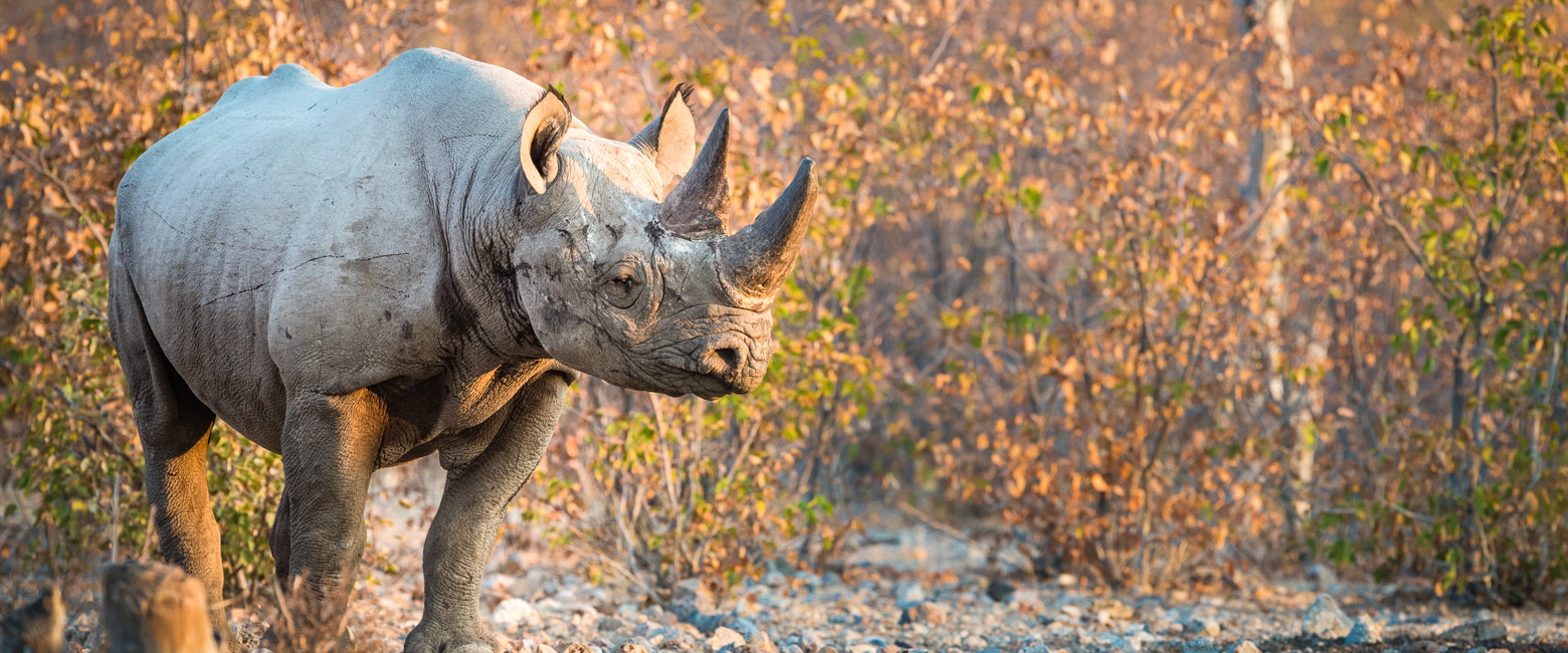 let us know your thoughts about Namibia and we will help you create the perfect safari 