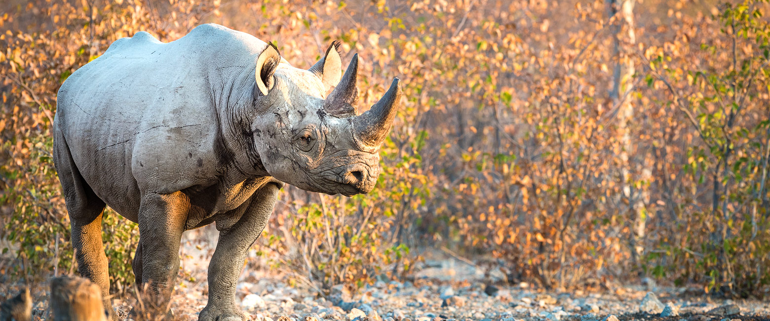 let us know your thoughts about Namibia and we will help you create the perfect safari 