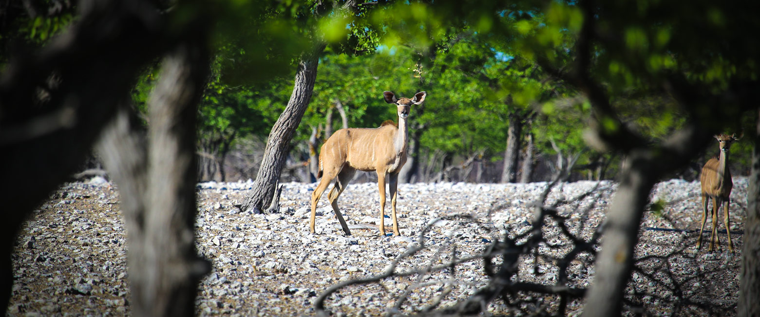let us know your thoughts about Namibia and we will help you create the perfect safari