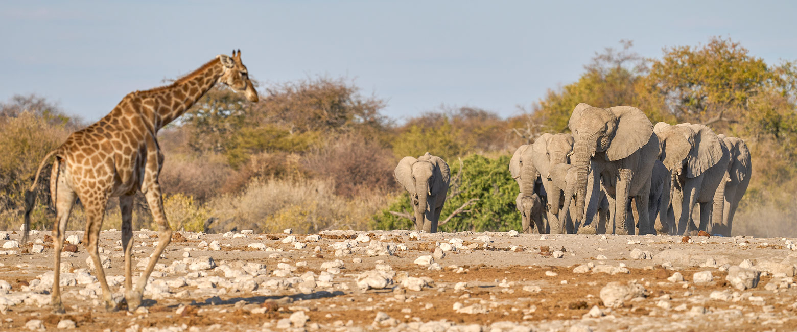 let us know your thoughts about Namibia and we will help you create the perfect safari