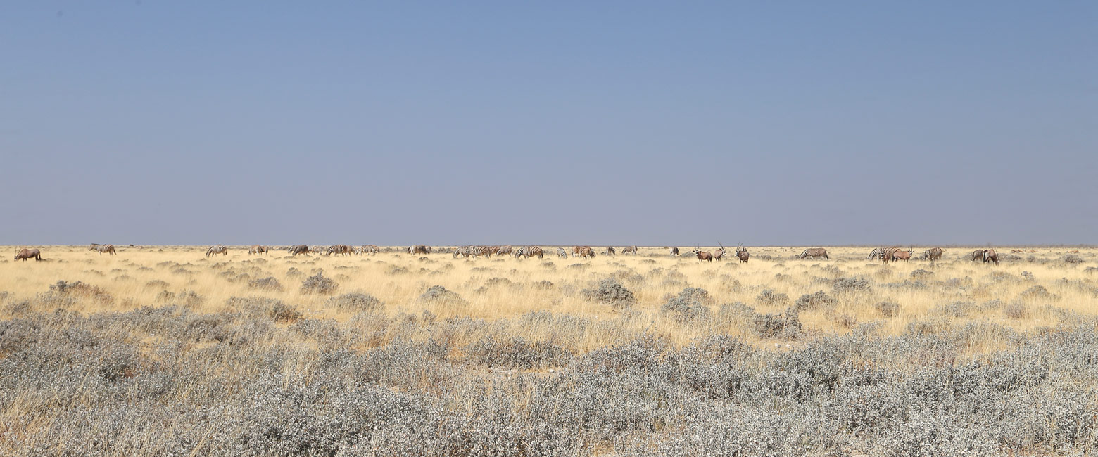 let us know your thoughts about Namibia and we will help you create the perfect safari