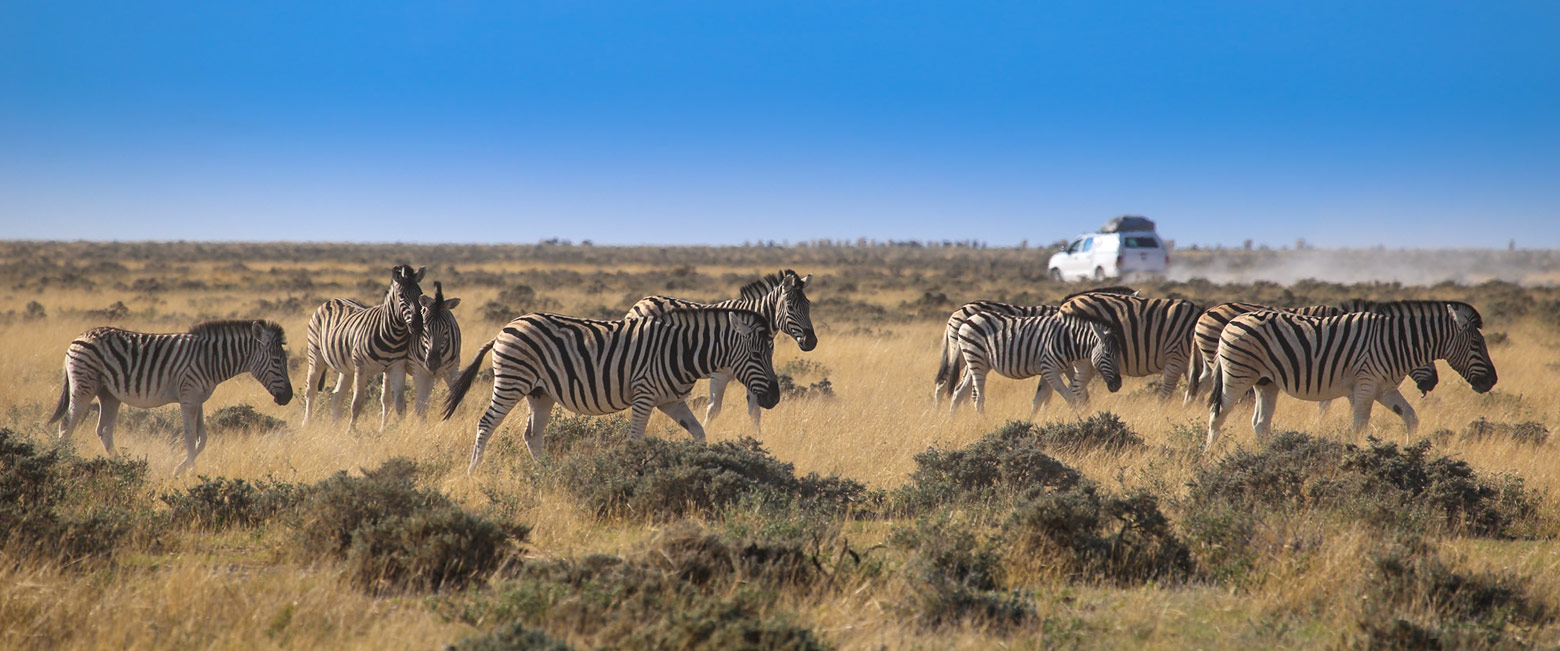 let us know your thoughts about Namibia and we will help you create the perfect safari
