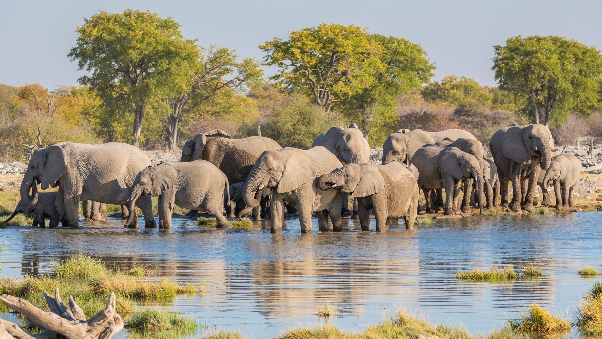 Wilderness Etosha
