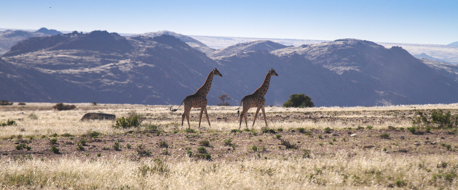 let us know your thoughts about Namibia and we will make sure to deliver the perfect safari 