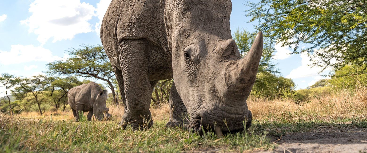 let us know your thoughts about Namibia and we will help you create the perfect safari