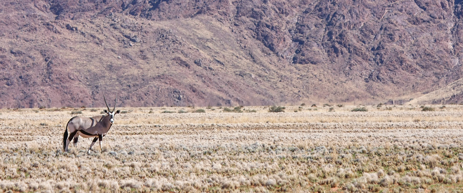 let us know your thoughts about Namibia and we will help you create the perfect safari