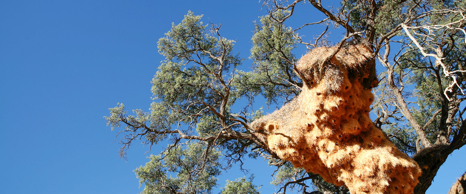 let us know your thoughts about Namibia and we will help you create the perfect safari