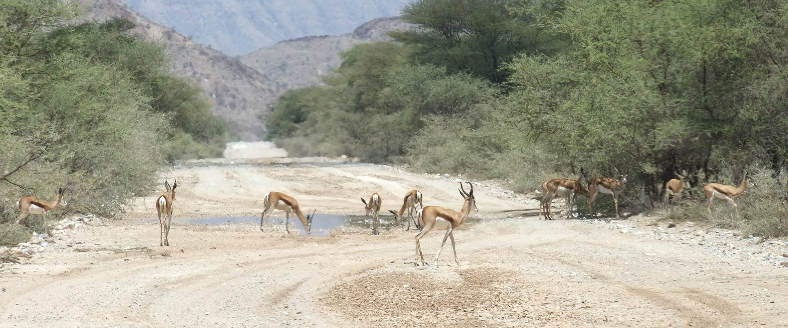 let us know your thoughts about Namibia and we will help you create the perfect safari