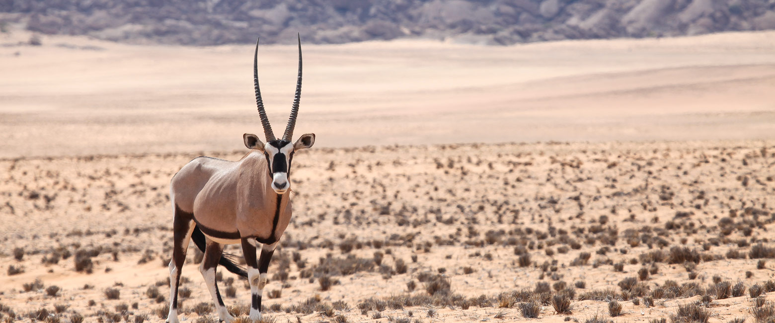 let us know your thoughts about Namibia and we will help you create the perfect safari