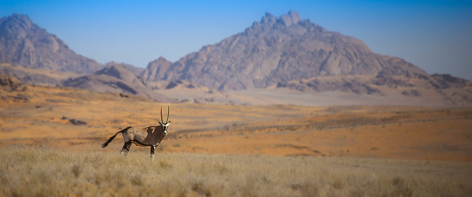 let us know your thoughts about Namibia and we will help you create the perfect safari