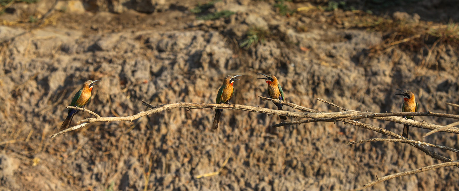 let us know your thoughts about Namibia and we will help you create the perfect safari 