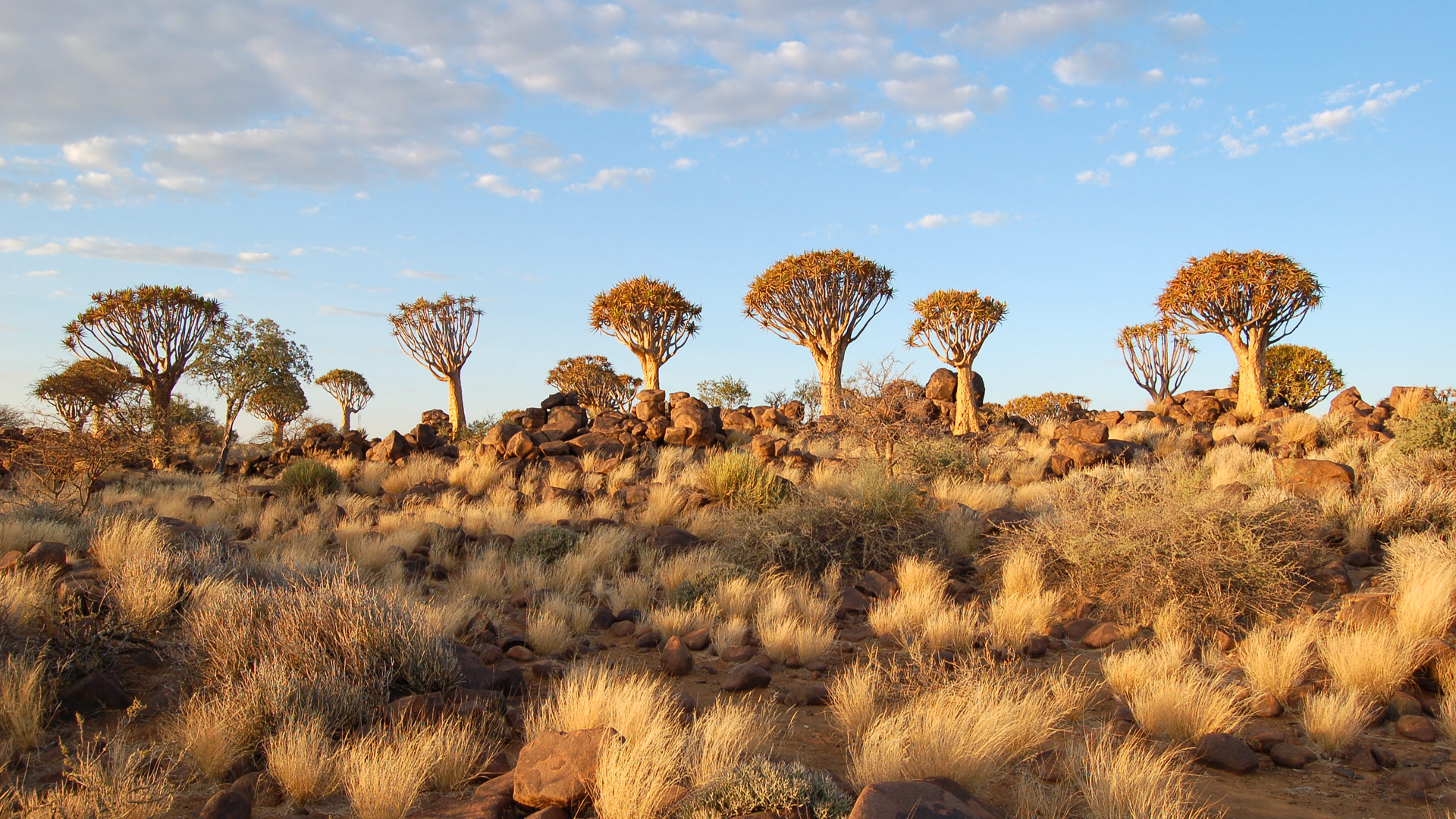 Quivertree Forest Rest Camp