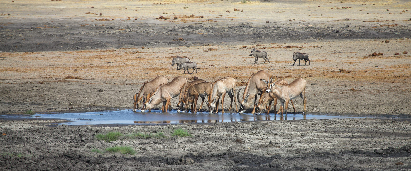 let us know your thoughts about Namibia and we will make sure to deliver the perfect safari