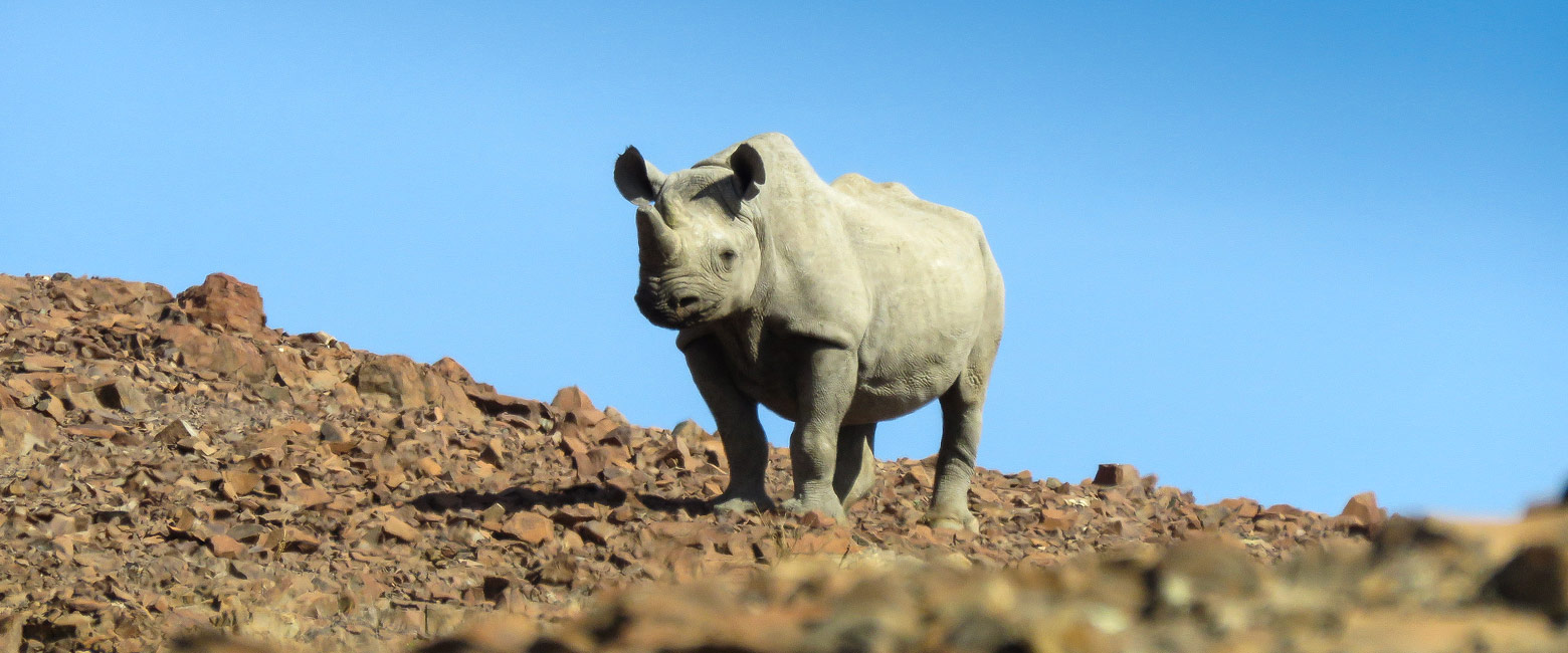 let us know your thoughts about Namibia and we will make sure to deliver the perfect safari