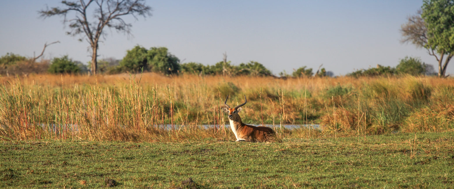 let us know your thoughts about Namibia and we will help you create the perfect safari