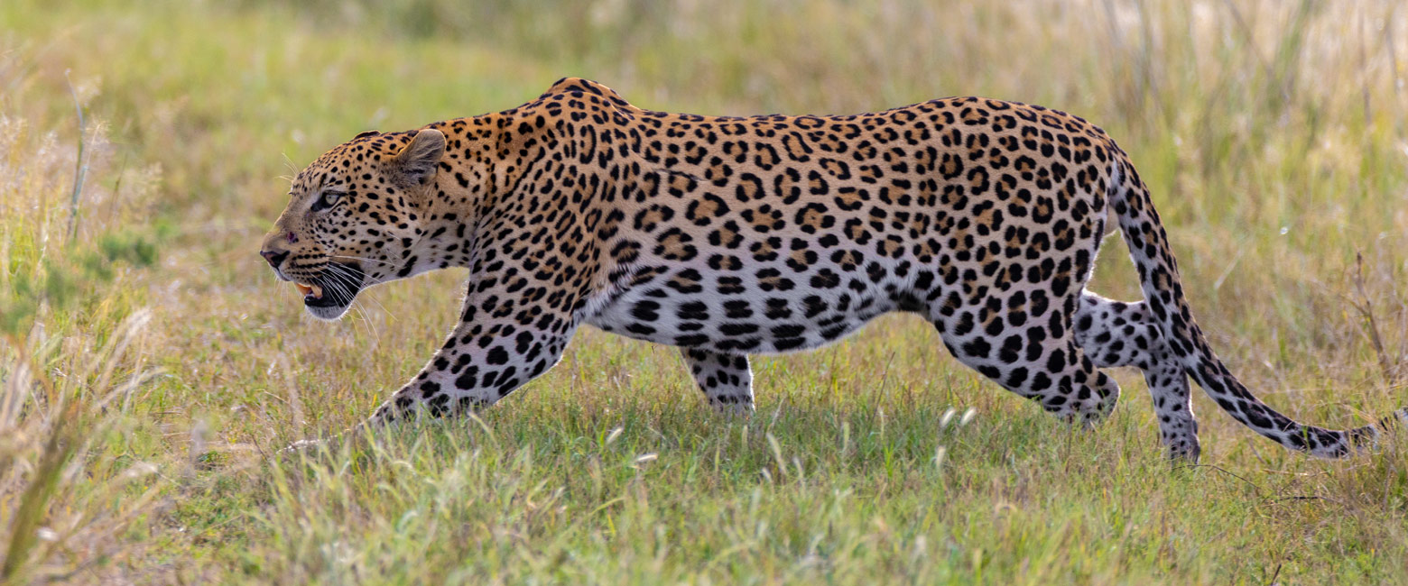 let us know your thoughts about Namibia and we will help you create the perfect safari 