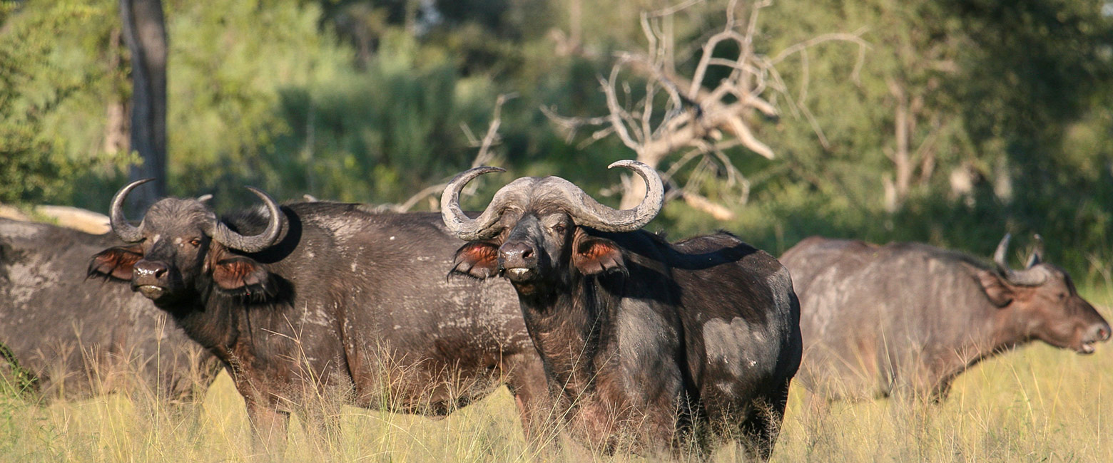 let us know your thoughts about Namibia and we will help you create the perfect safari