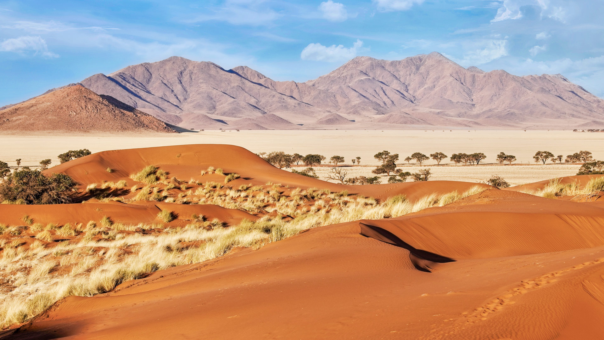 Safari to Namibrand