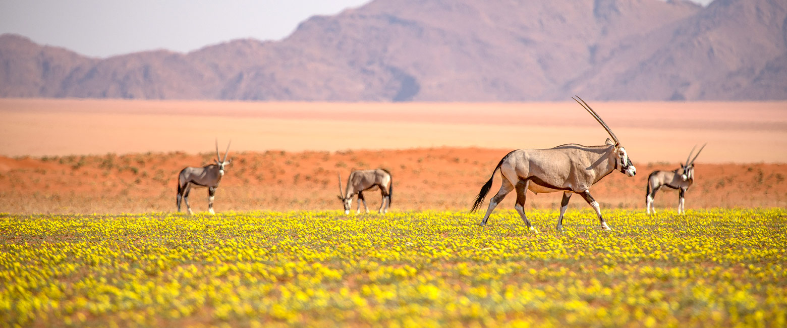 let us know your thoughts about Namibia and we will help you build the perfect safari