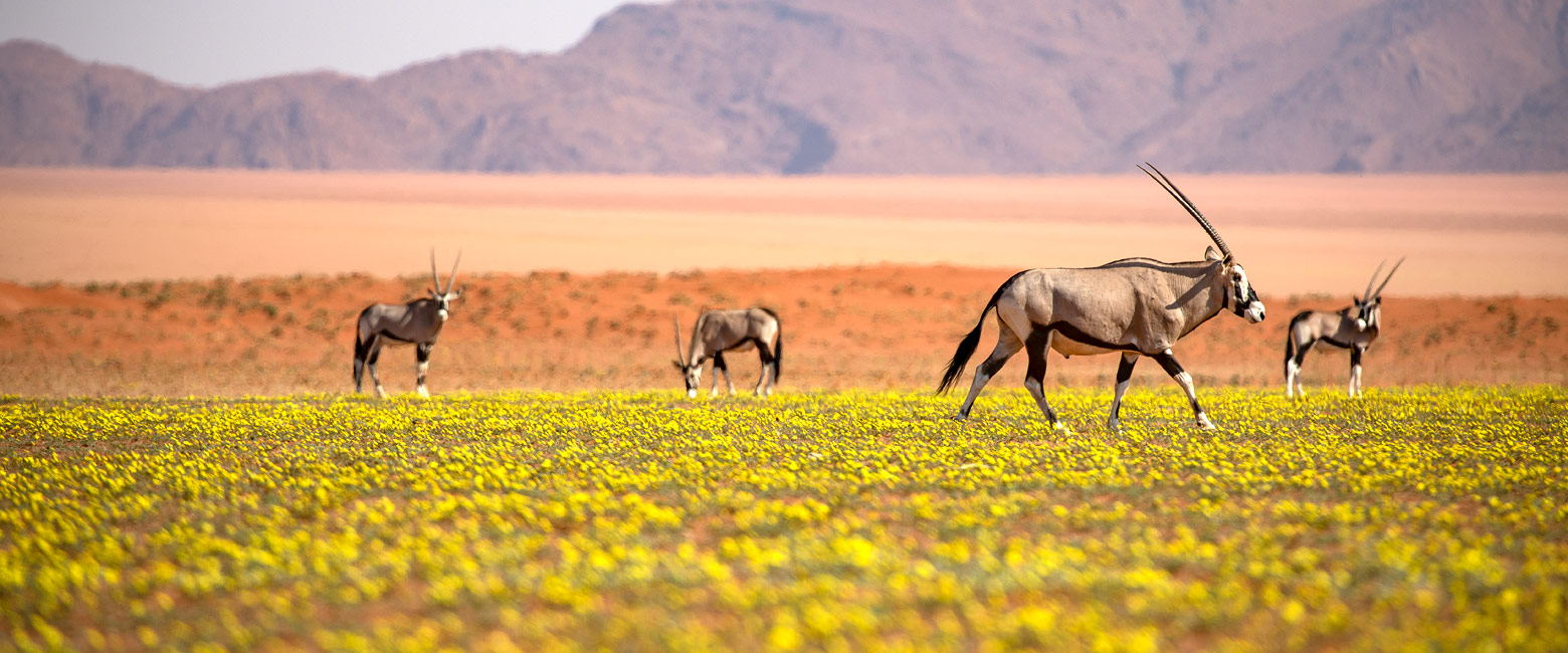 let us know your thoughts about Namibia and we will help you create the perfect safari 