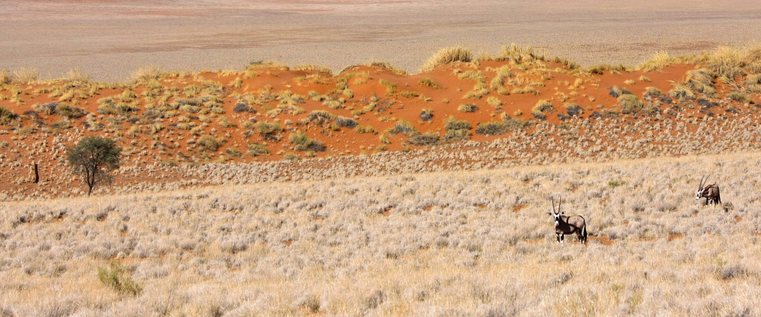 let us know your thoughts about Namibia and we will help you create the perfect safari