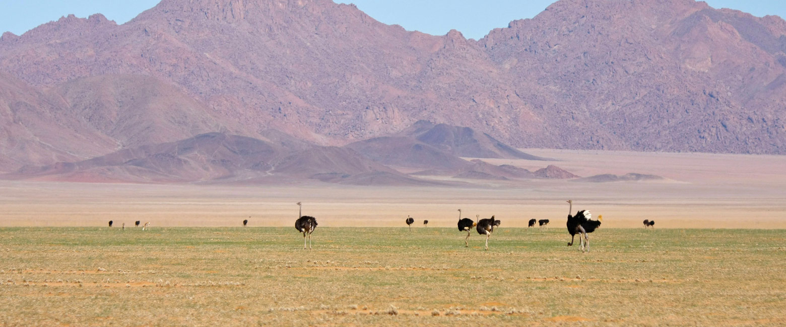 let us know your thoughts about Namibia and we will help you create the perfect safari 