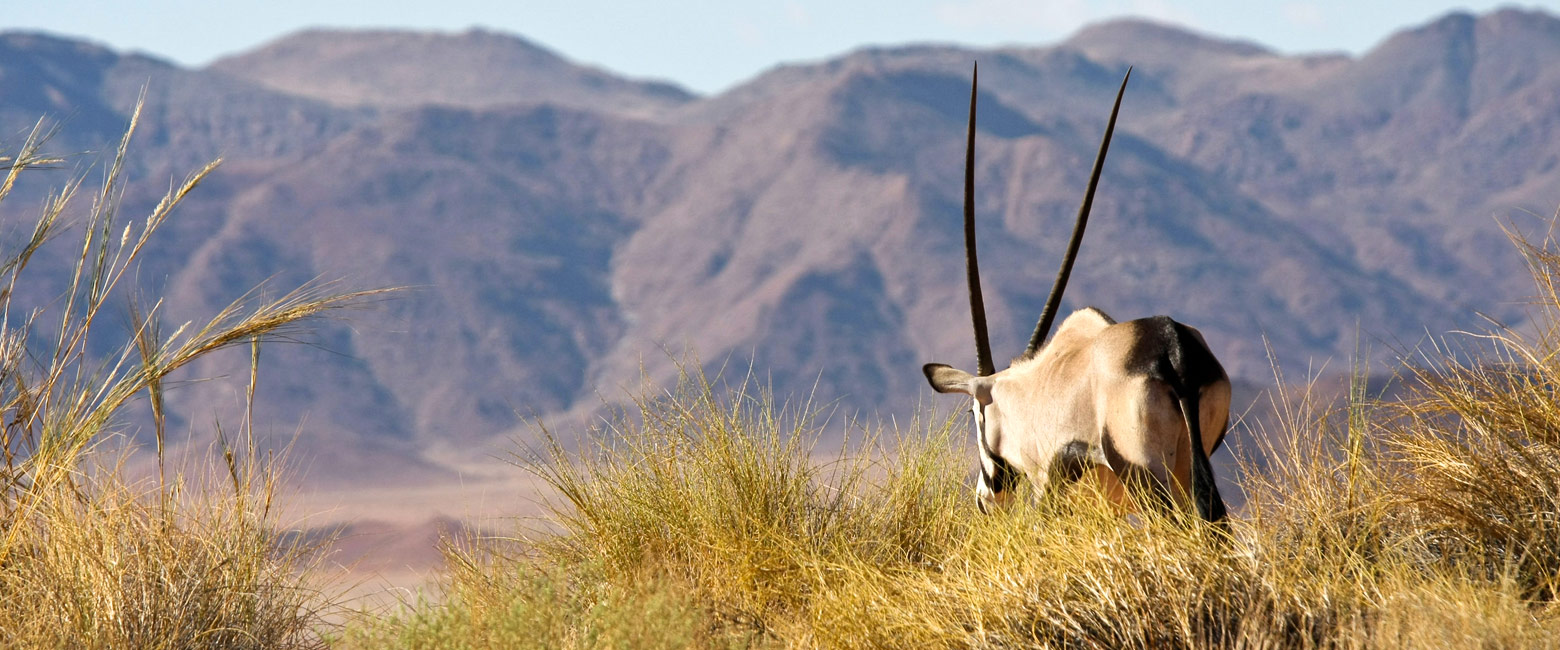let us know your thoughts about Namibia and we will help you create the perfect safari 