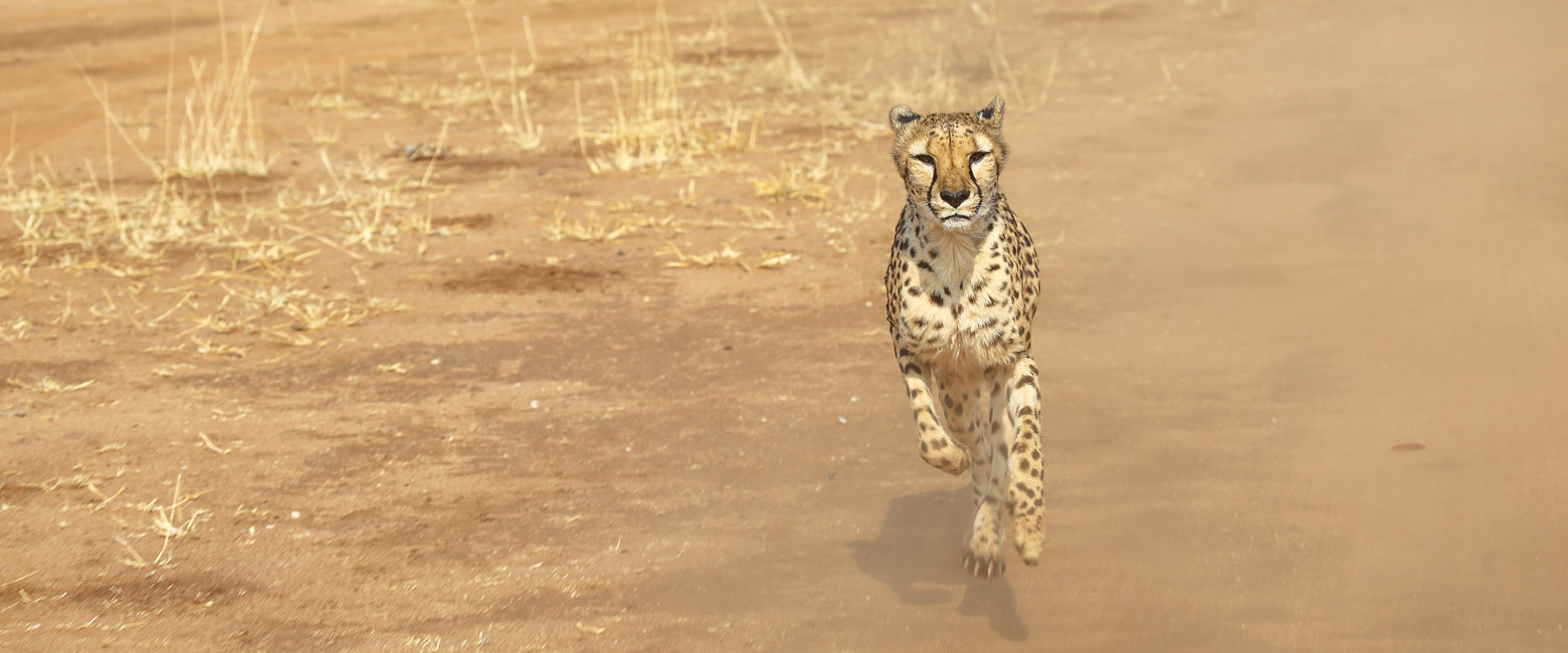 let us know your thoughts about Namibia and we will help you create the perfect safari 