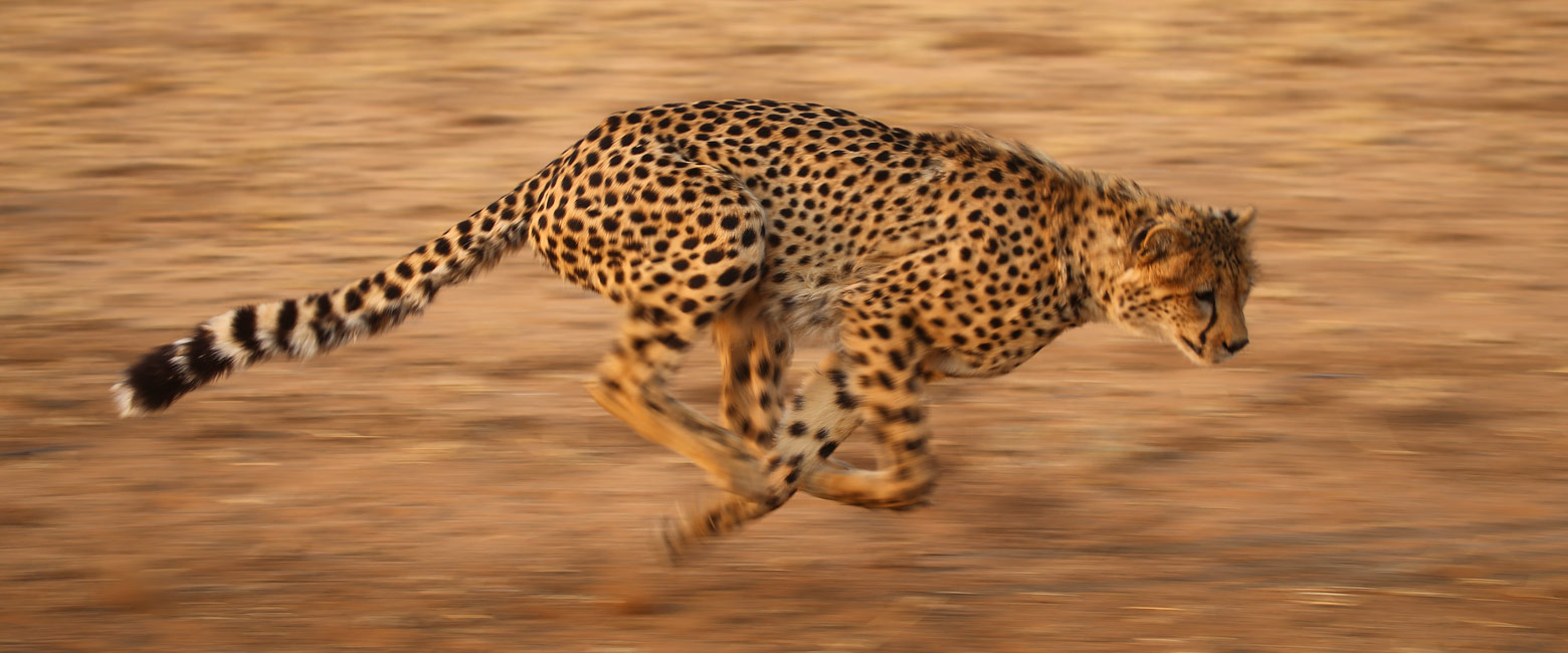 let us know your thoughts about Namibia and we will help you create the perfect safari 