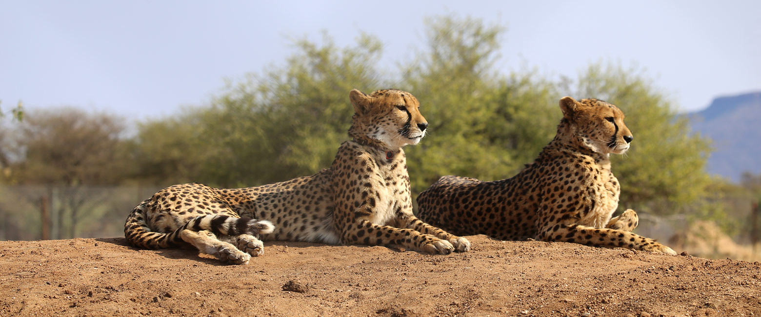 let us know your thoughts about Namibia and we will help you create the perfect safari